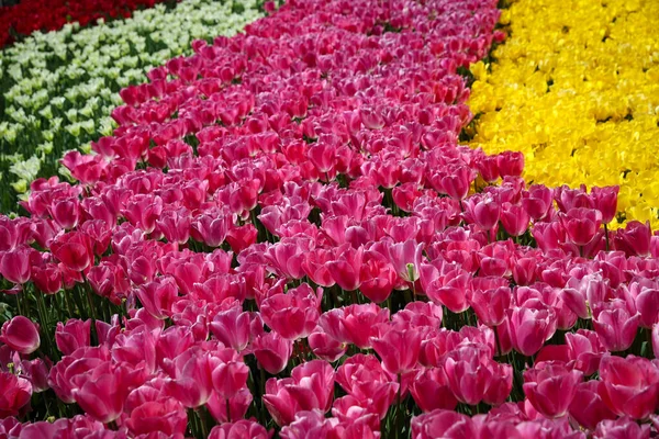 Tulipas Bonitas Coloridas Flower Garden — Fotografia de Stock