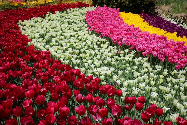 Vackra Och Färgglada Tulpaner Blomsterträdgården — Stockfoto