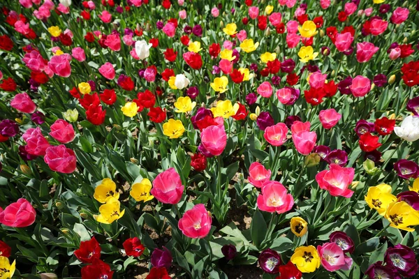 Hermosos Coloridos Tulipanes Jardín Flores —  Fotos de Stock
