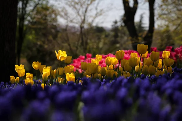 Hermosos Coloridos Tulipanes Jardín Flores —  Fotos de Stock