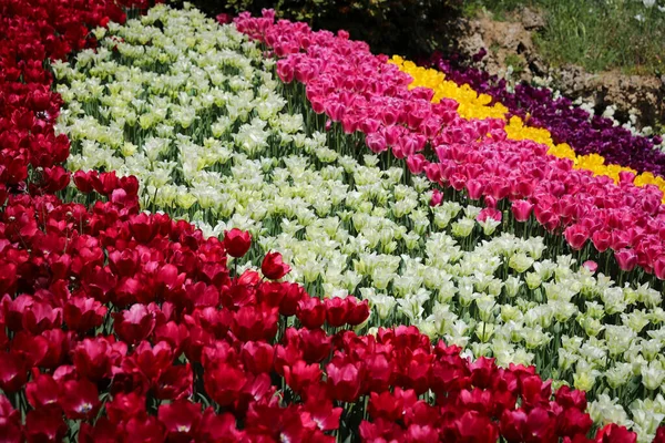 Красивые Красочные Тюльпаны Цветочном Саду — стоковое фото