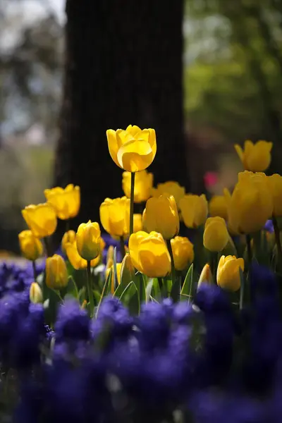 Hermosos Coloridos Tulipanes Jardín Flores —  Fotos de Stock