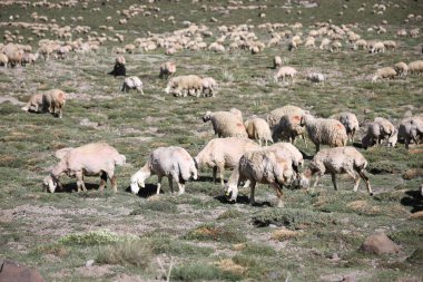 Otlakta otlayan koyun sürüsü manzarası