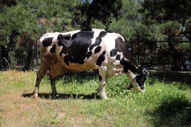 İstanbul 'un Büyükkada kentinde bir Ormanda İnek, Türkiye