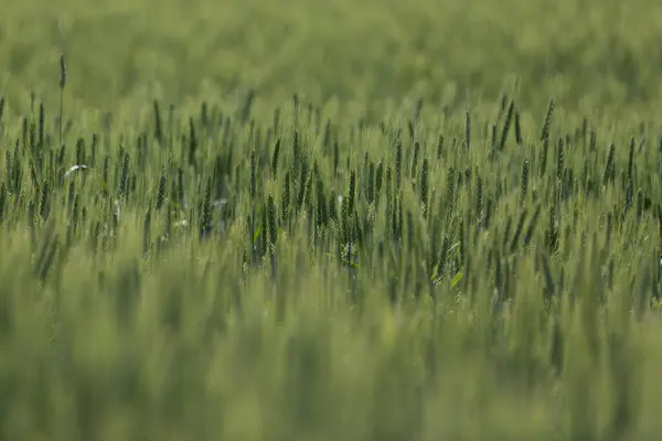 Isolated Grean Wheats Field Summer — Stock Photo, Image