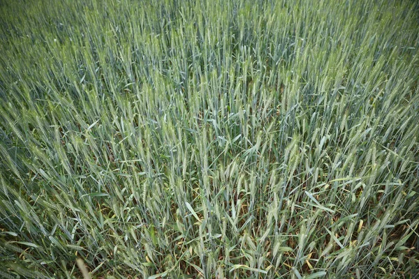 Isolated Grean Wheats Field Summer — Stock Photo, Image