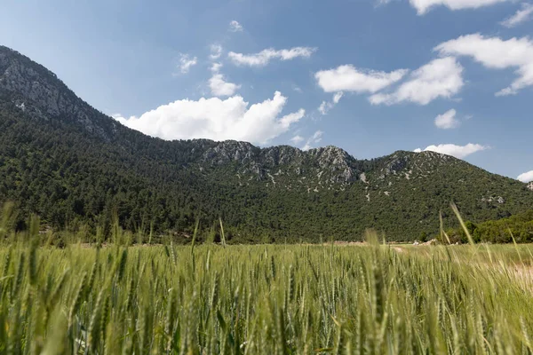 Зелене Пшеничне Поле Плато Влітку — стокове фото