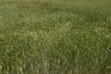 Yaz mevsiminde bir tarlada izole edilmiş buğday.
