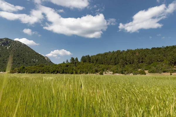 Зеленое Пшеничное Поле Плато Летом — стоковое фото