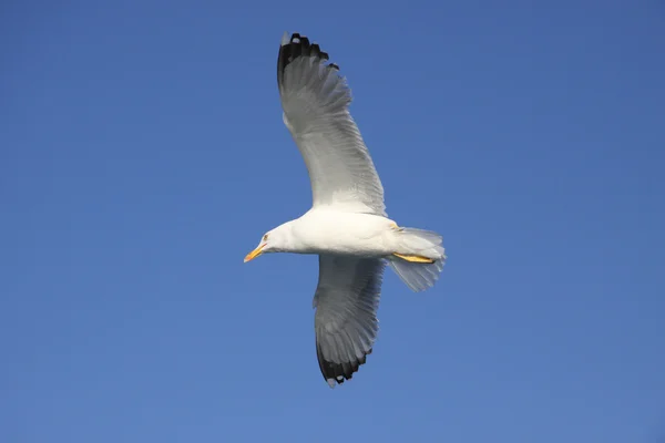 Mouette — Photo