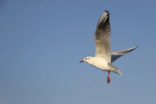 Möwe — Stockfoto