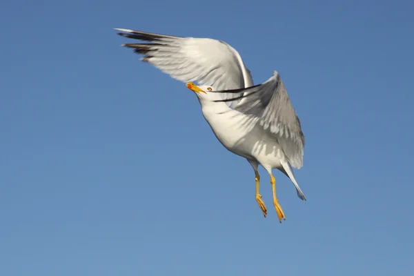 Seagul — Stock fotografie