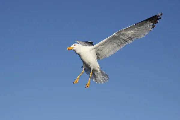 Seagul. — Fotografia de Stock