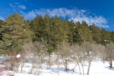 Orman ve bulutlar abant, bolu, Türkiye