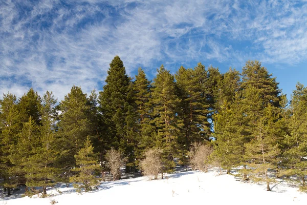 Bos en wolken van abant bolu, Turkije — Stockfoto