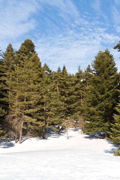 Foresta e nuvole di Abant, Bolu, Turchia — Foto Stock