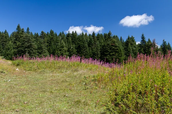 Pegunungan Ilgaz, Kastamonu, Turki — Stok Foto