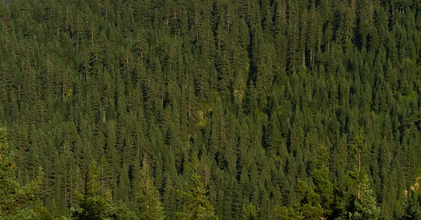 Bosque de pino de Kastamonu, Turquía — Foto de Stock