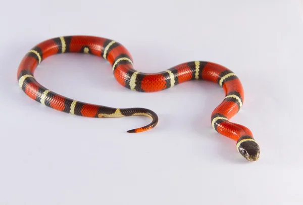 Молочная змея — стоковое фото