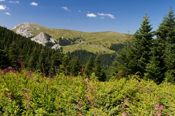 Montañas Ilgaz, Kastamonu, Turquía — Foto de Stock