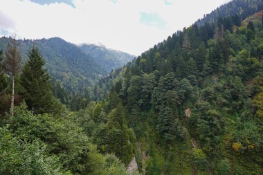 Kackar Dağı 'ndaki Orman, Ayder, Rize, Türkiye