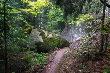 Kackar Dağı 'ndaki Orman, Ayder, Rize, Türkiye