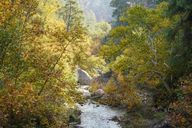 Yeşil Vadideki Nehir