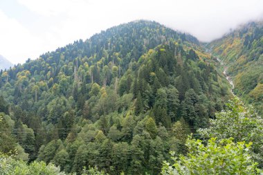 Kackar Dağı 'ndaki Orman, Ayder, Rize, Türkiye