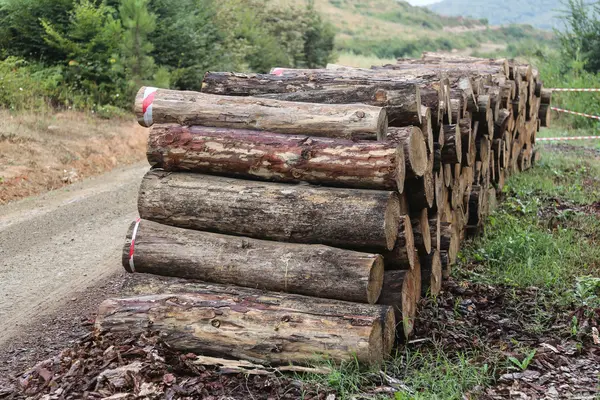 Стек лесов — стоковое фото