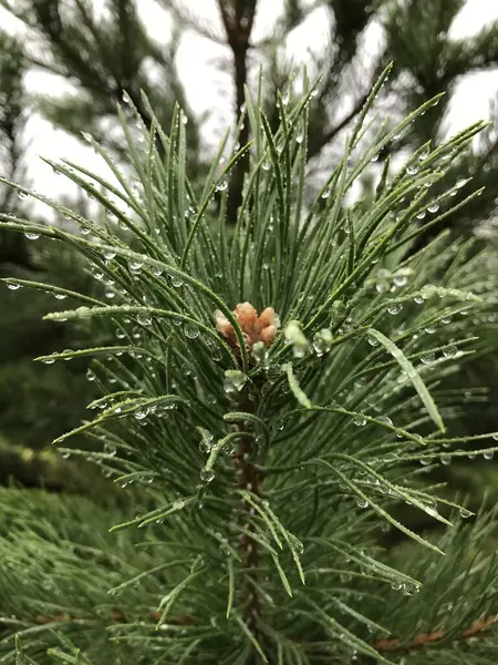 Pine Branch Rain — Stock Photo, Image