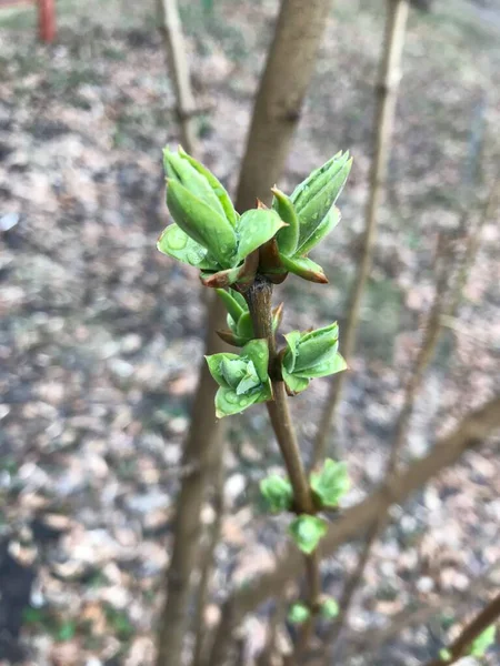 Las Primeras Hojas Una Rama Árbol Primavera — Foto de Stock