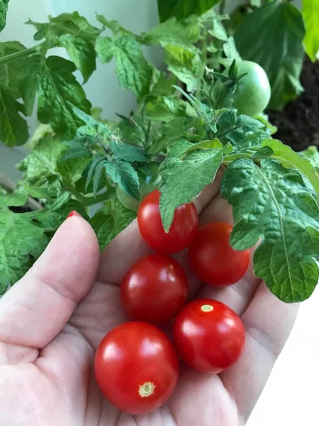 Pencere kenarında kiraz domates hasadı