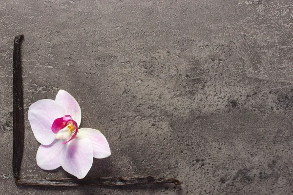 Orquídea florescente e palitos de baunilha perfumados, espaço de cópia para texto — Fotografia de Stock