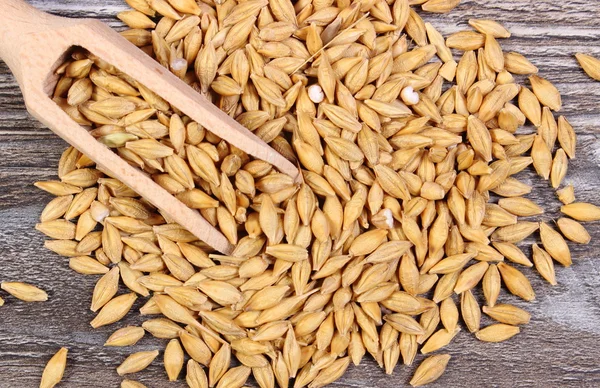 Grano de cebada con cuchara sobre fondo de madera — Foto de Stock