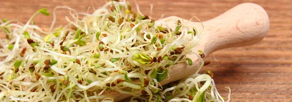 Alfalfa and radish sprouts on scoop, wooden background — Stock Photo, Image