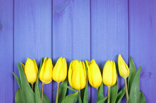 Аромат свежих тюльпанов на синем деревянном фоне, пространство для копирования текста — стоковое фото