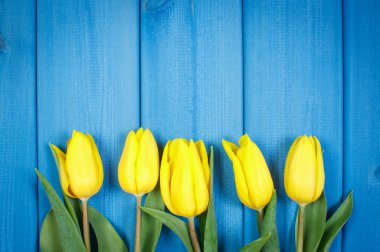 Bouquet of fresh tulips on blue wooden background, copy space for text