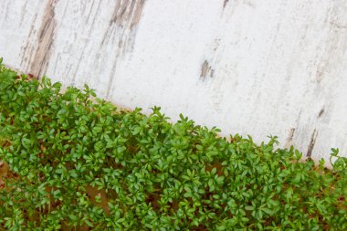 Eski rustik ahşap arka plan dekorasyon için Paskalya, sağlıklı beslenme, üzerine taze tere kopyalama için metin alanı