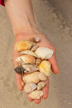 Deniz kabuğu Plajı'nda kadının elinde