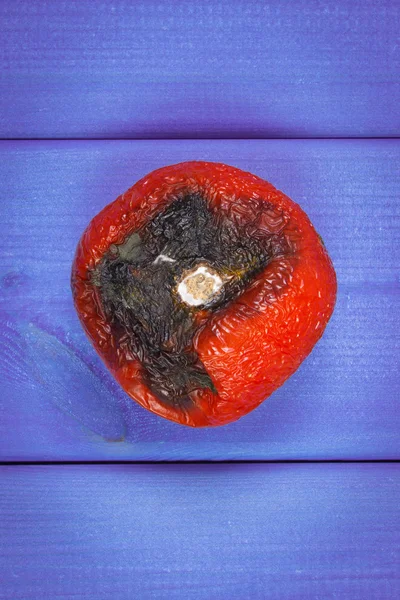 Vieille tomate ridée avec moisissure sur des planches violettes — Photo