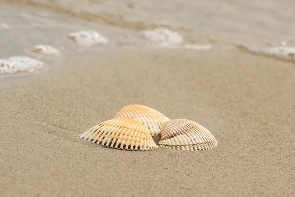 Conchas marinas en la playa junto al mar — Foto de Stock