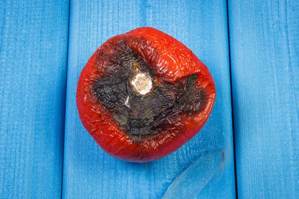 Vieille tomate ridée avec moisissure sur des planches bleues — Photo