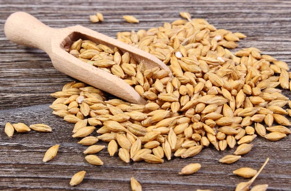 Barley grain with spoon on wooden background — Stock Photo, Image