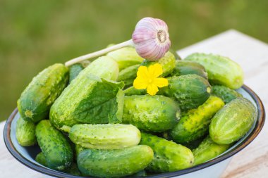 Salatalık ve güneşli Bahçe metal kapta sarımsak