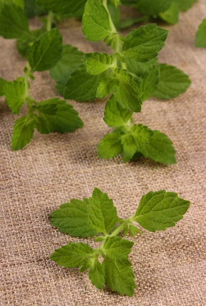 Frische gesunde Zitronenmelisse auf Jutescreme, Kräuterkunde — Stockfoto