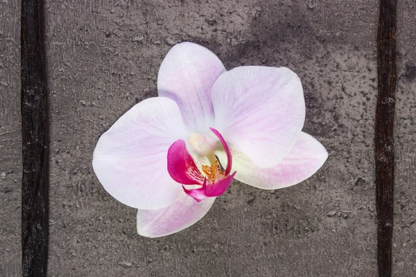 Orquídea florescente e palitos de baunilha perfumados — Fotografia de Stock