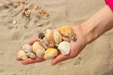 Deniz kabuğu Plajı'nda kadının elinde