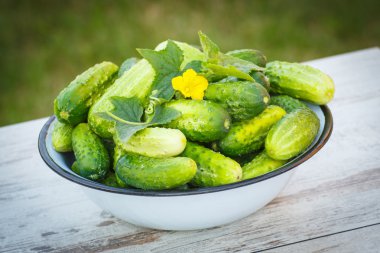 Güneşli Bahçe metal kapta salatalık