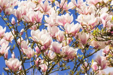 Çiçek açan Manolya çiçek mavi gökyüzü arka planda, Bahar