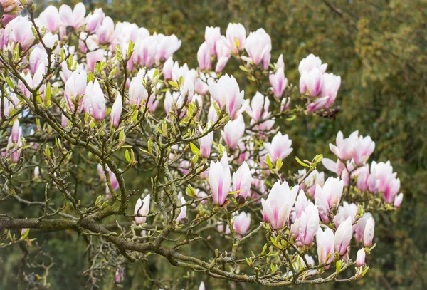 Fleurs de magnolia en fleurs dans un jardin ou un parc ensoleillé, printemps — Photo